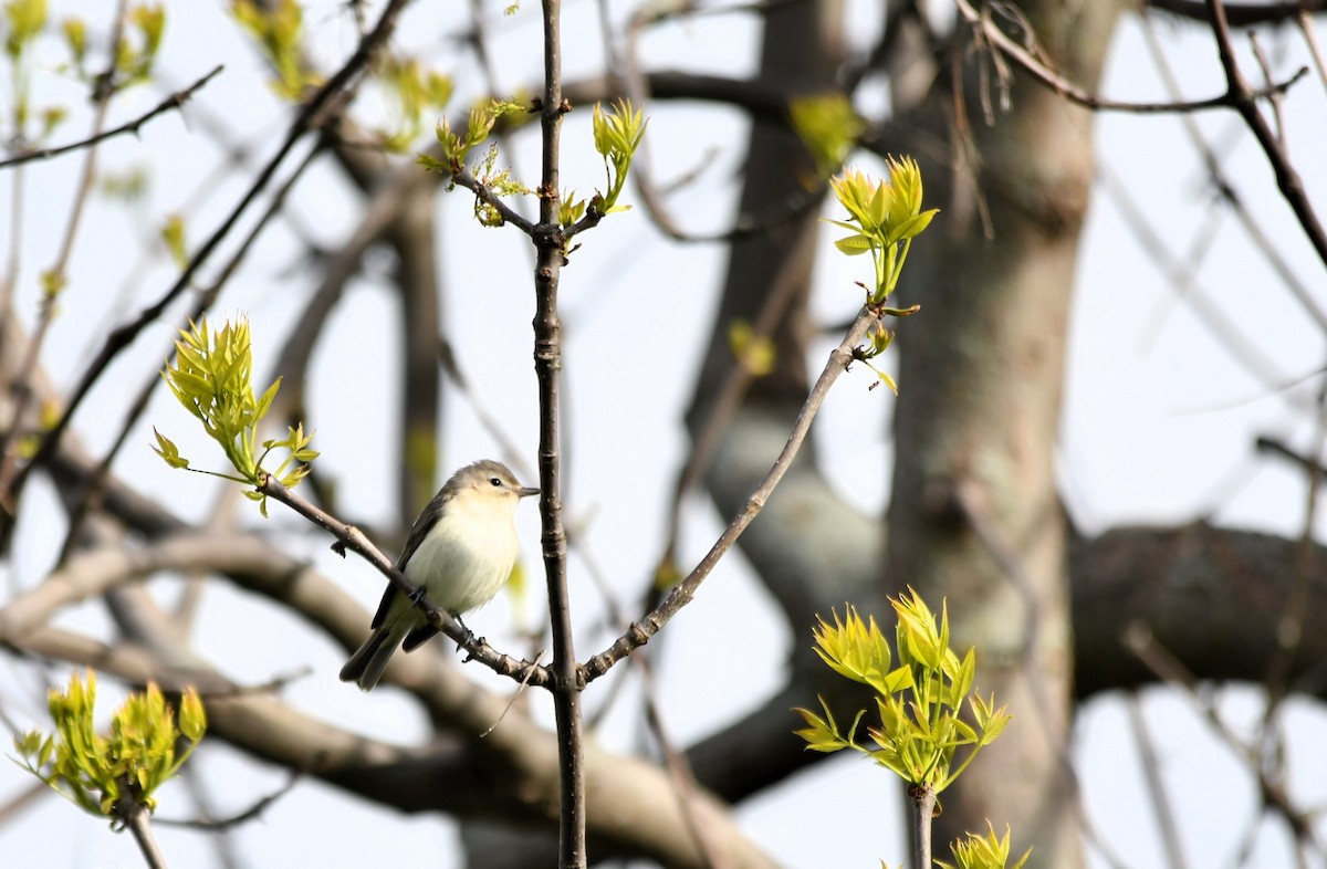 Warbling Vireo - ML618789635