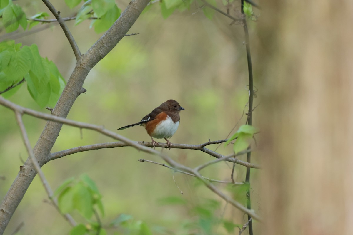 Eastern Towhee - Sabrina Jacob