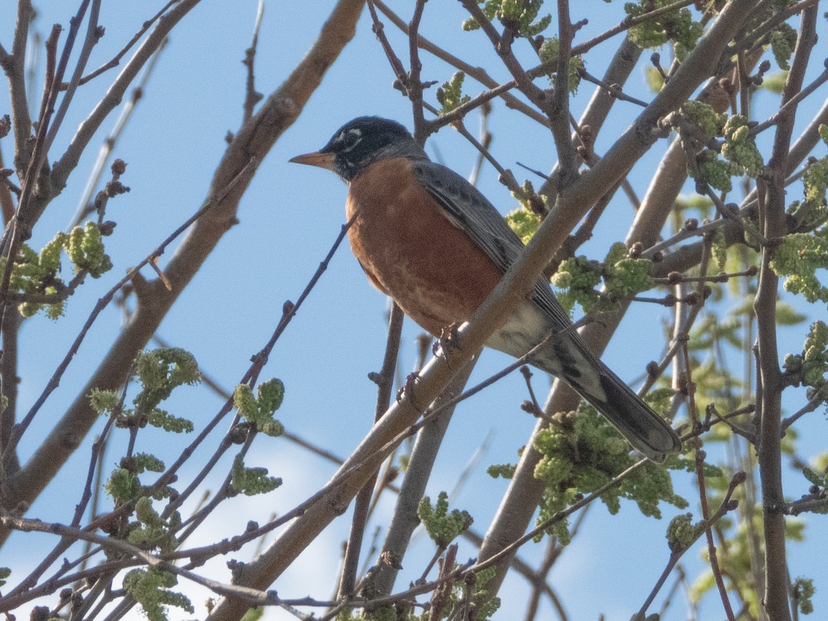 American Robin - Ann Larson