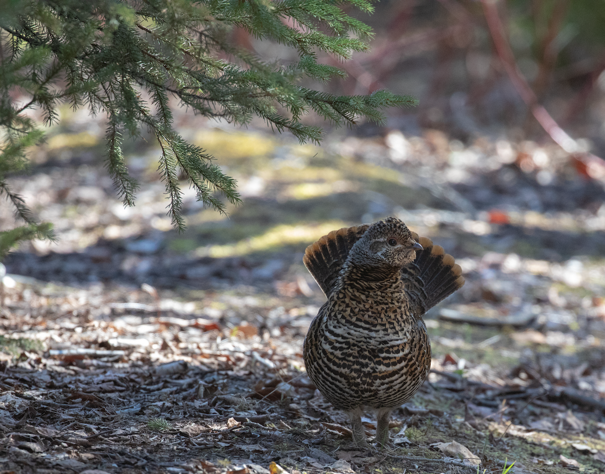 Tannenhuhn - ML618789645