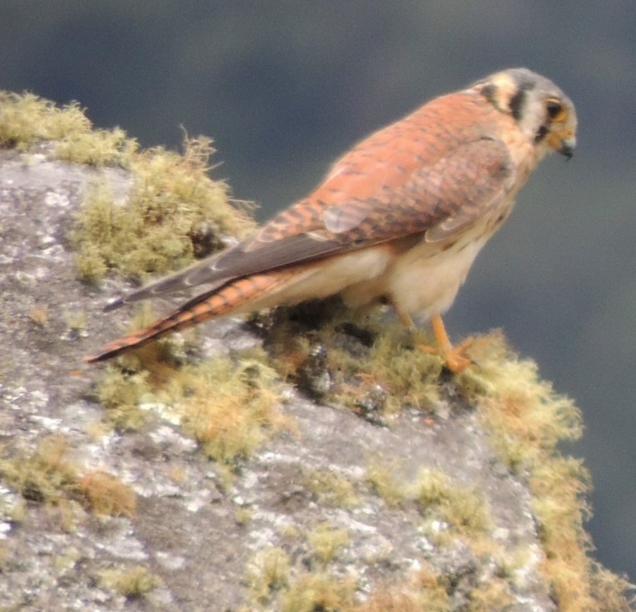 American Kestrel - Jeffrey C and Teresa B Freedman