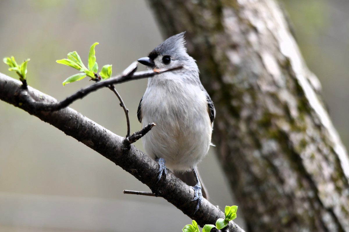 Tufted Titmouse - Monique Maynard