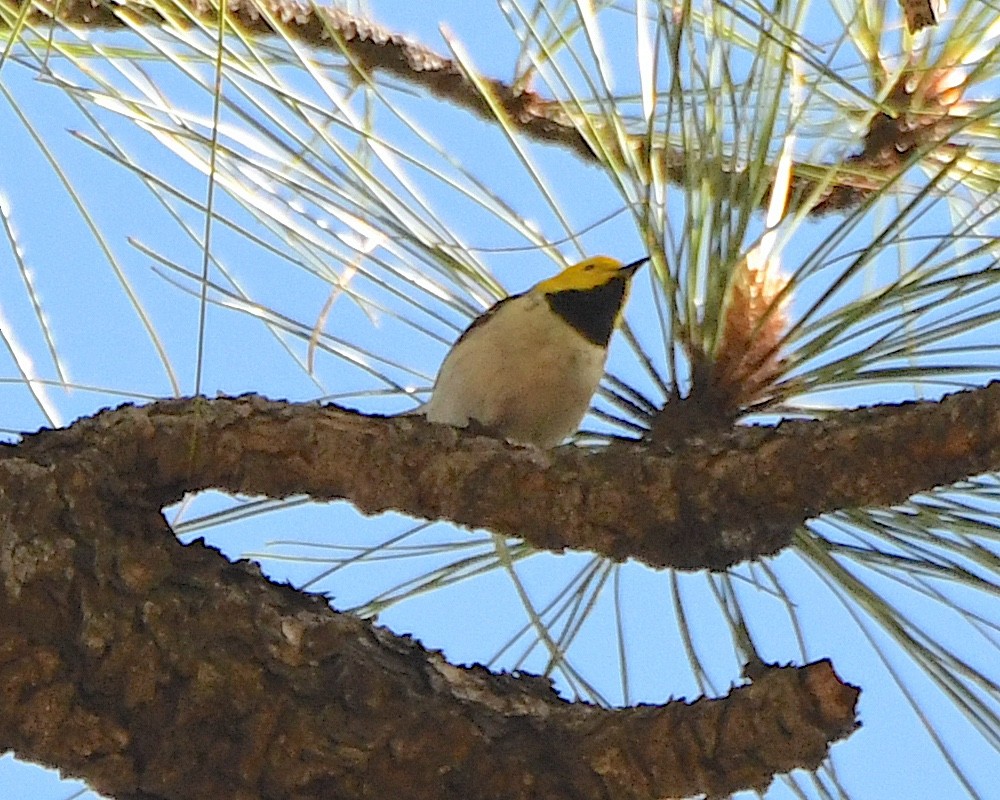 Hermit Warbler - Ted Wolff