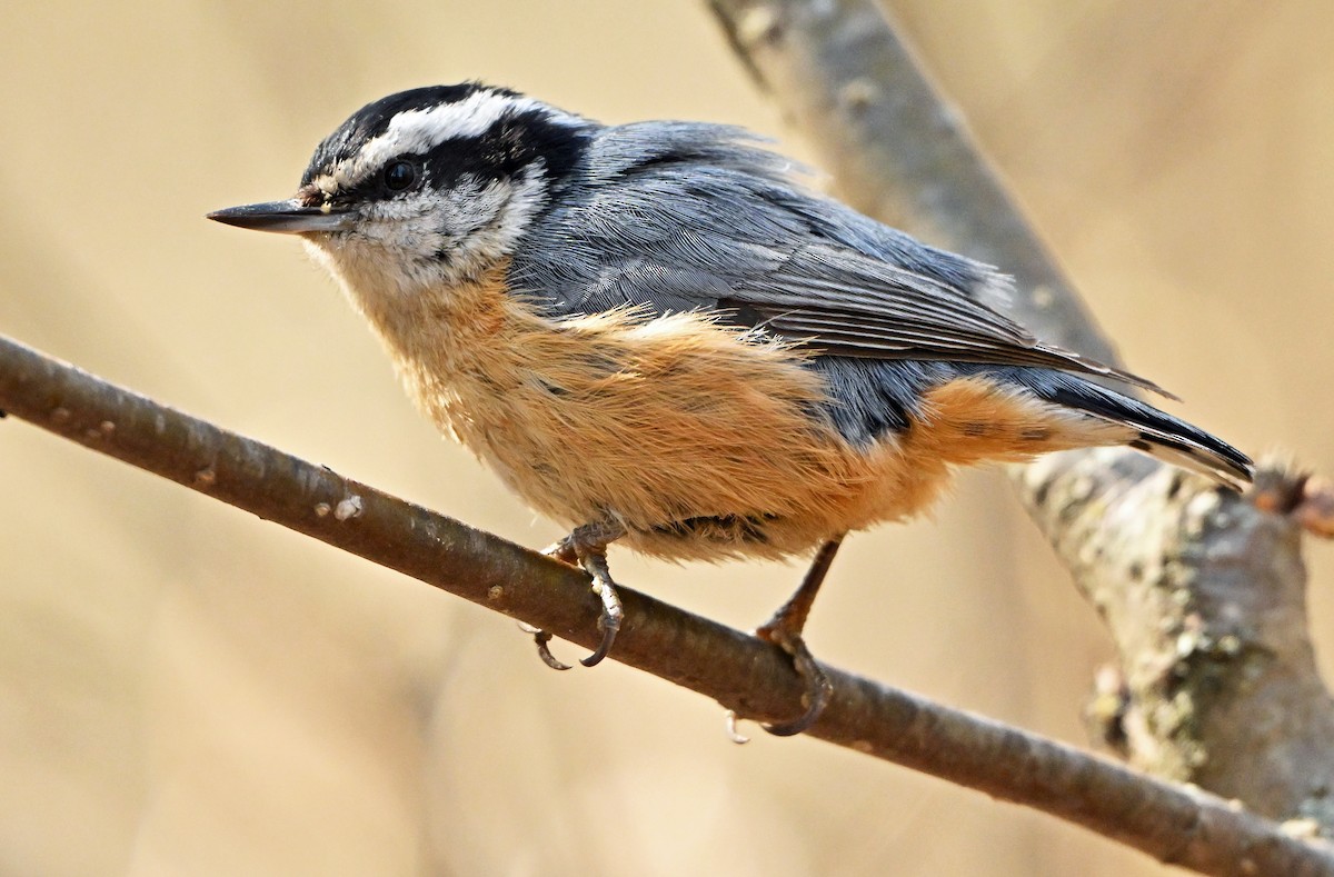 Red-breasted Nuthatch - Wayne Oakes