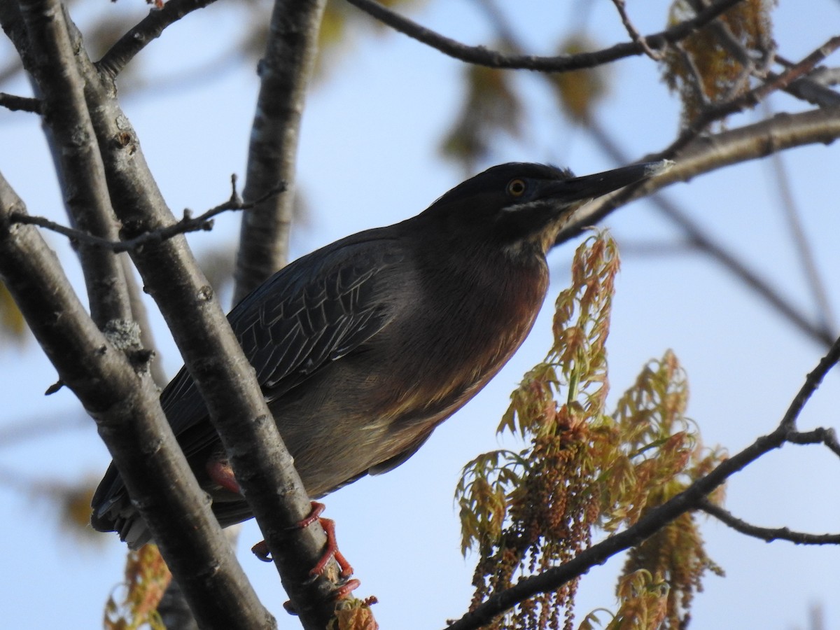 Green Heron - carol villeneuve