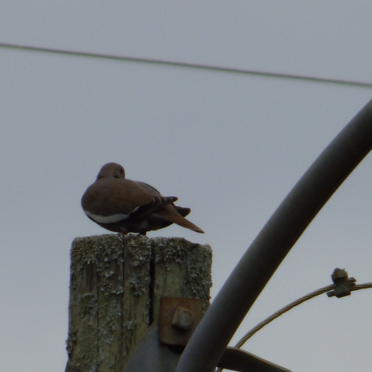 White-winged Dove - ML618789682