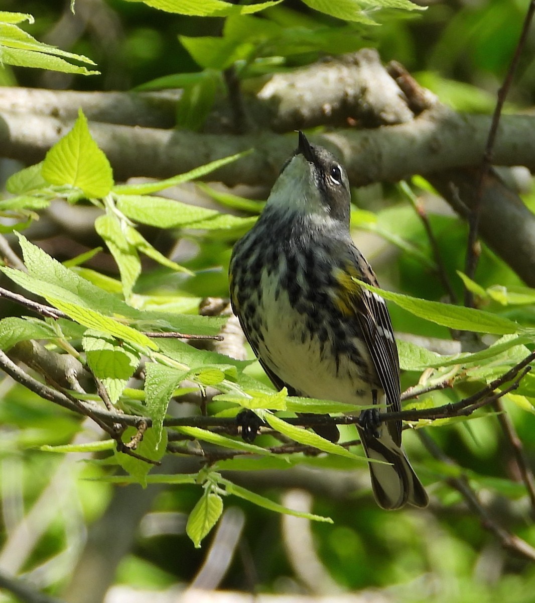 Yellow-rumped Warbler - Shirley Andrews