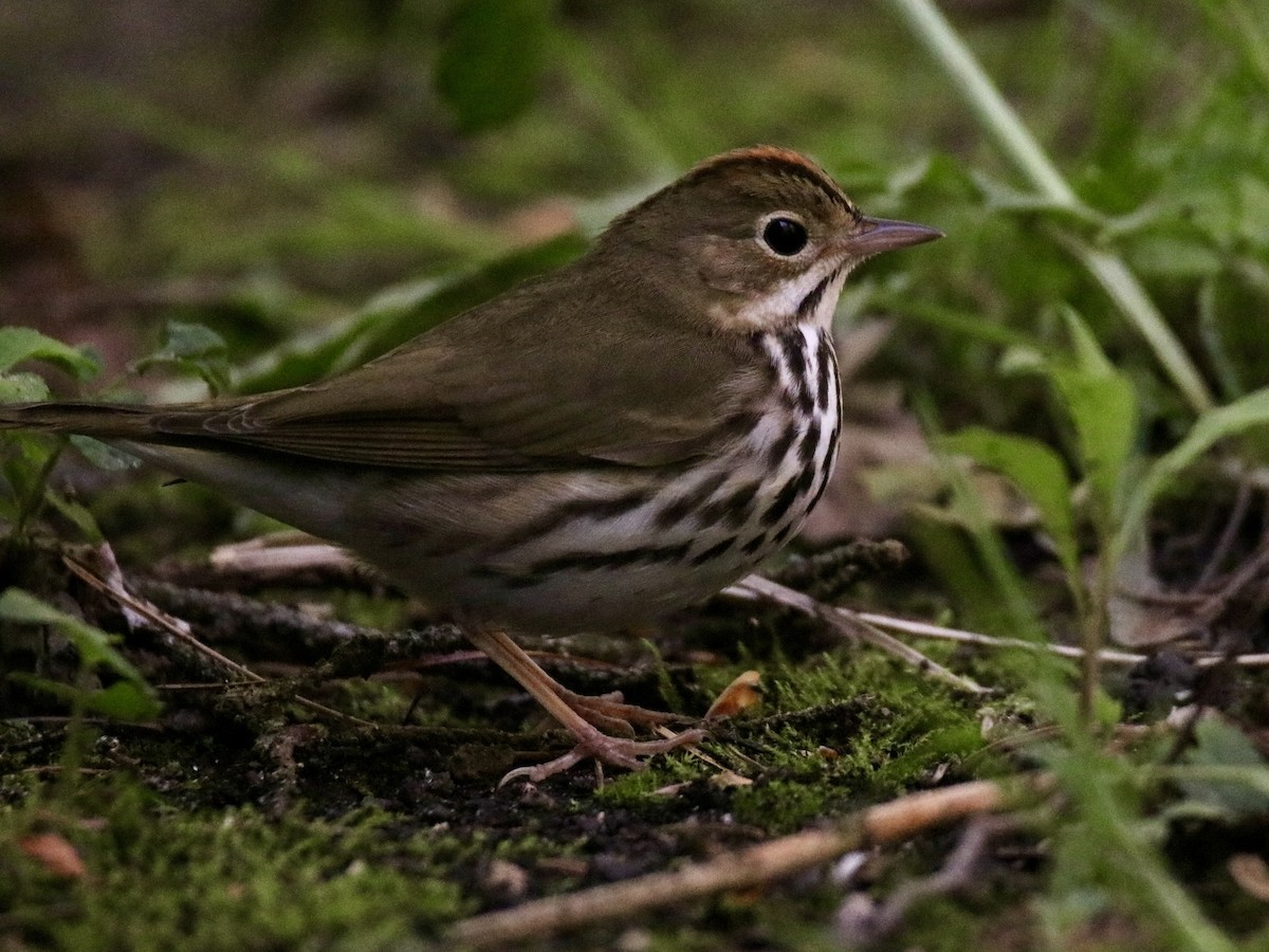 Ovenbird - ML618789732