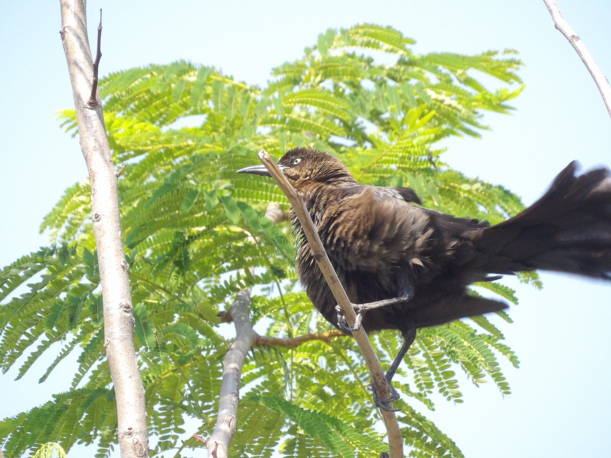 Great-tailed Grackle - Marcelo Gutierrez