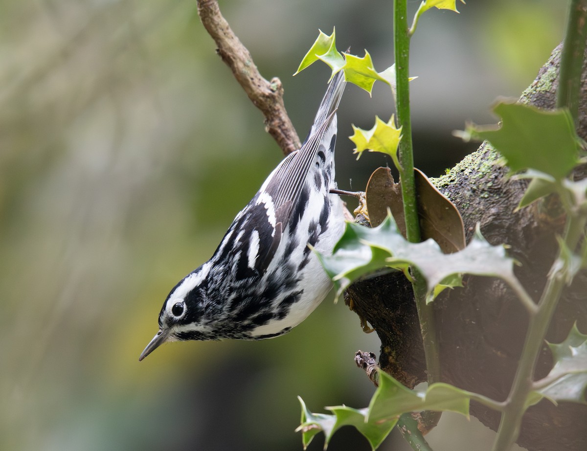 Black-and-white Warbler - ML618789743
