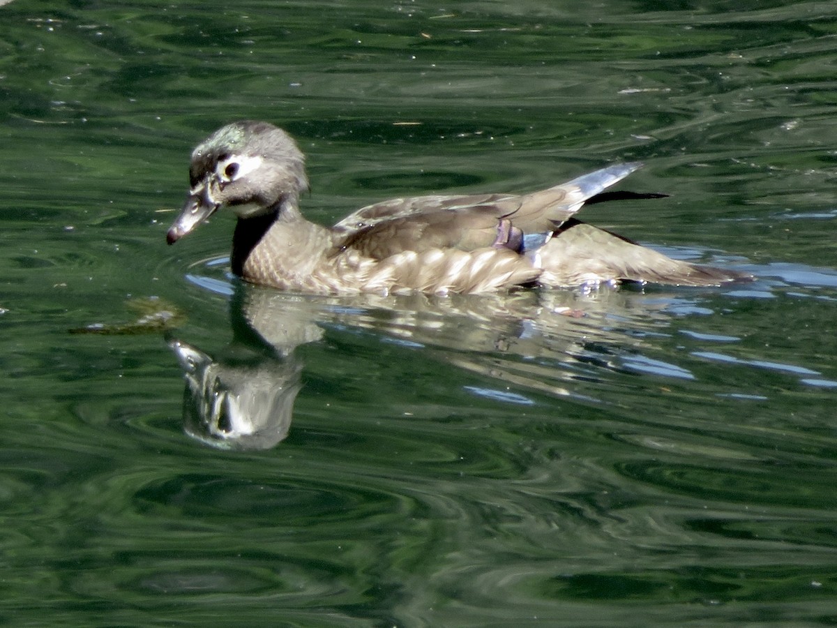 Wood Duck - Anita Toney