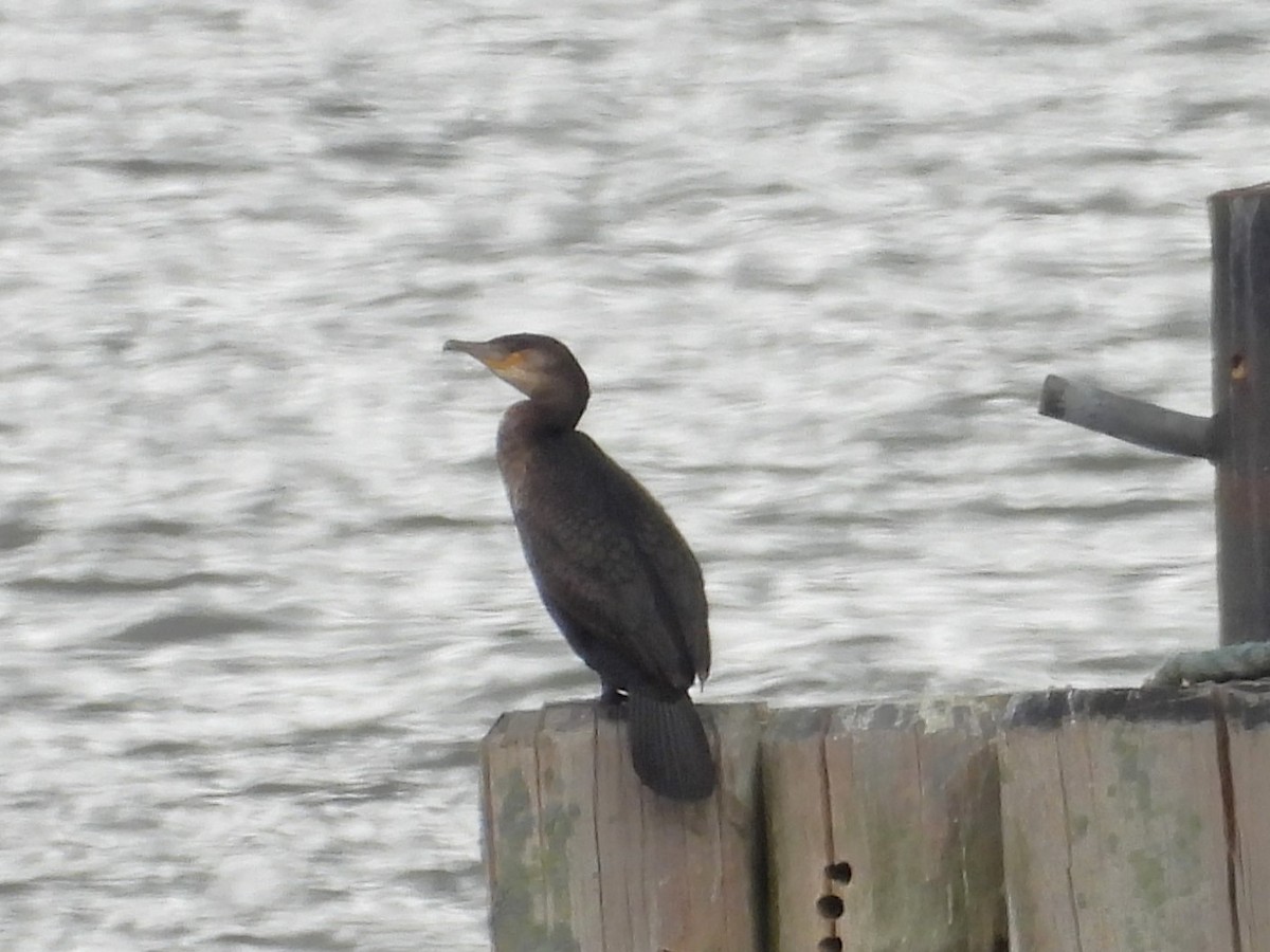 Great Cormorant - Bruce Nott