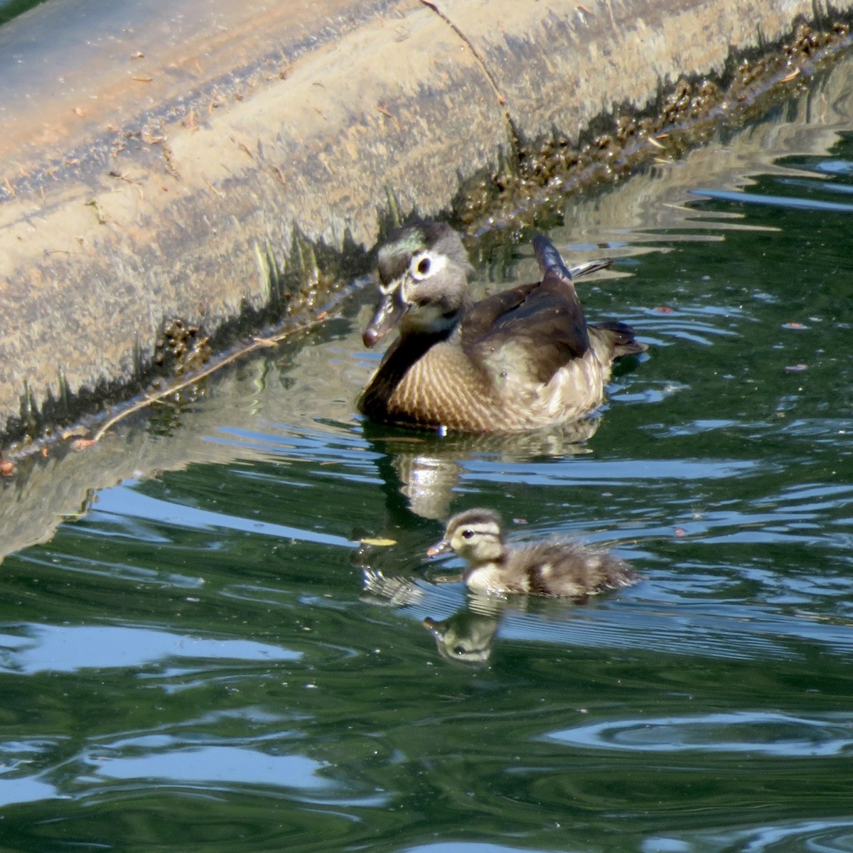 Wood Duck - Anita Toney