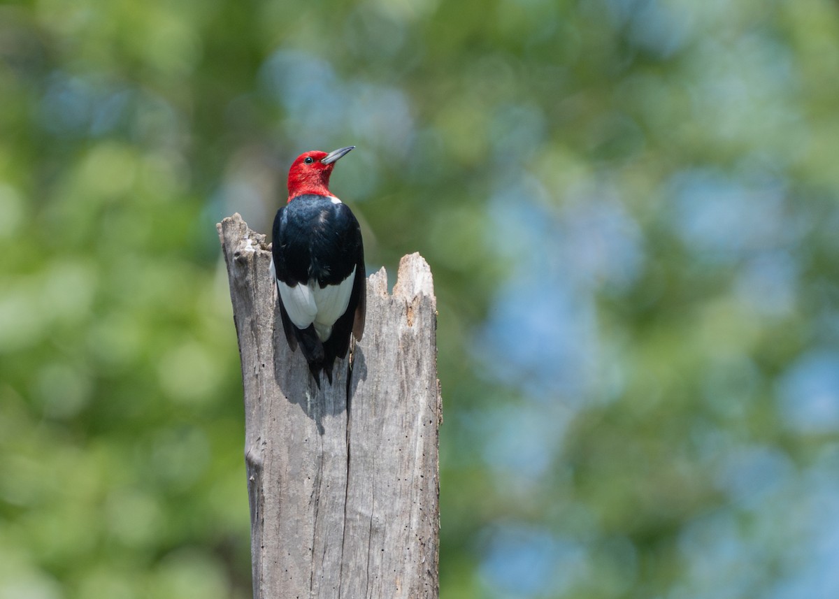 Red-headed Woodpecker - ML618789757