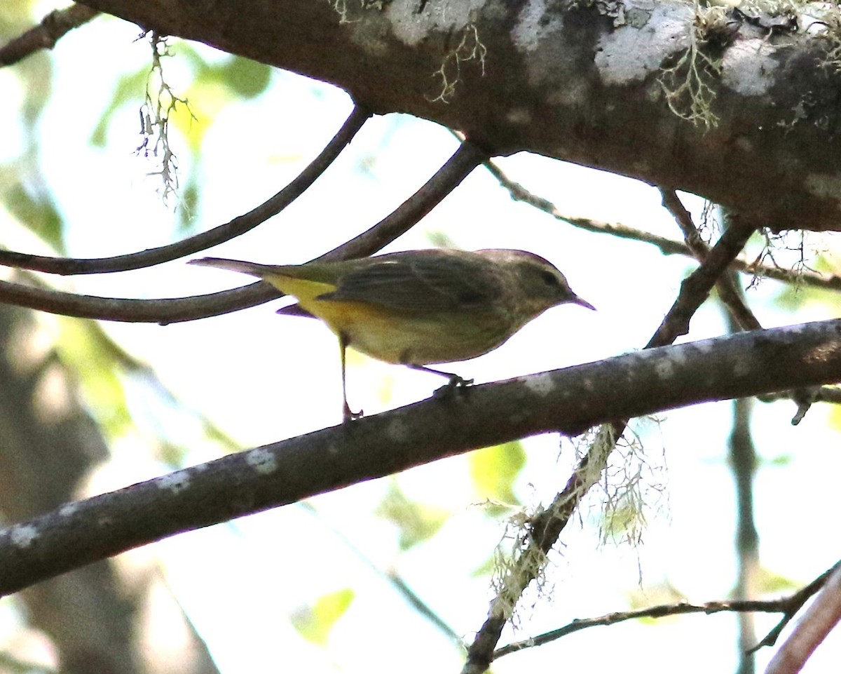 lesňáček bažinný (ssp. palmarum) - ML618789761