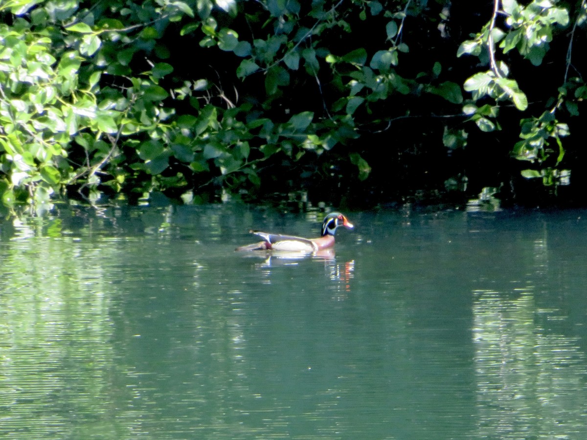 Wood Duck - Anita Toney