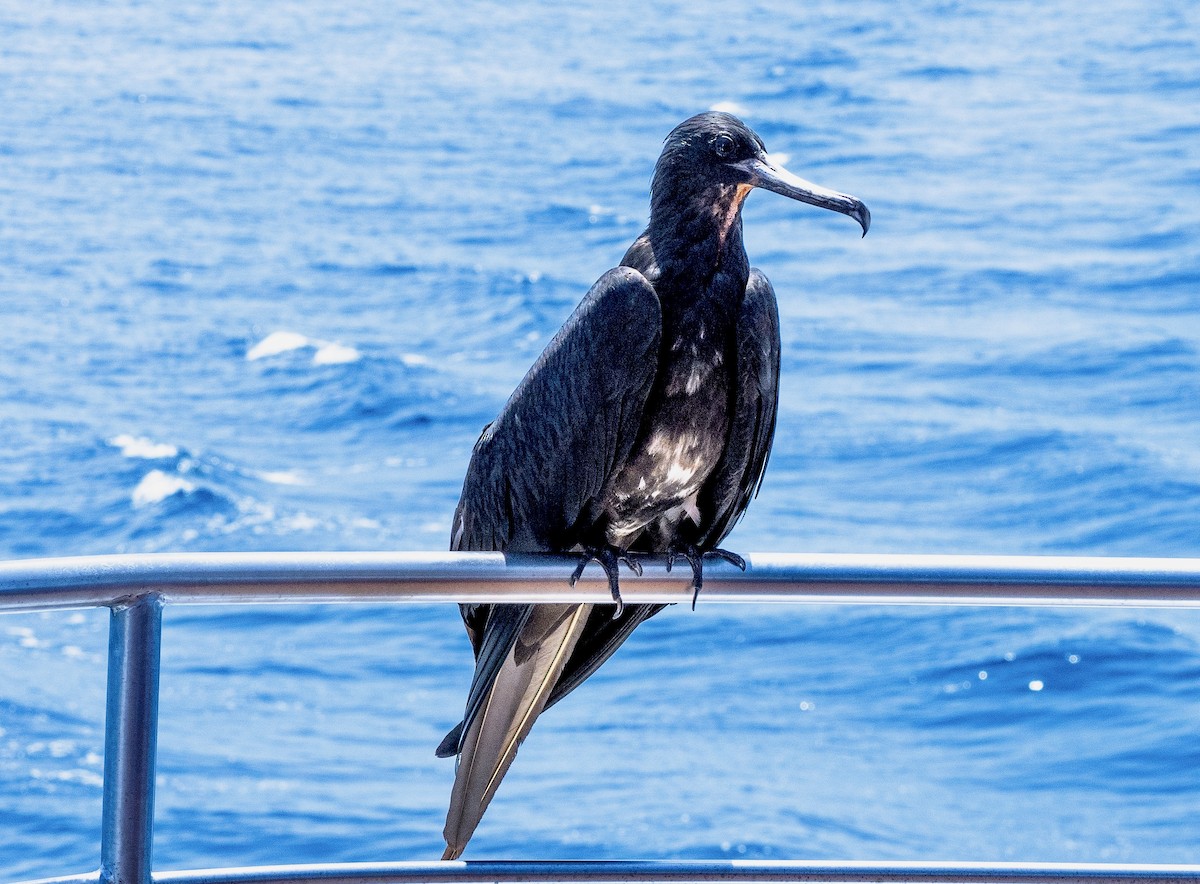 Magnificent Frigatebird - ML618789772