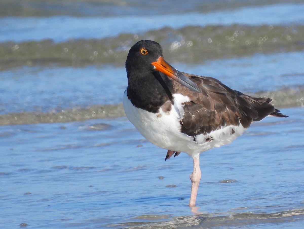 American Oystercatcher - Michael W. Sack