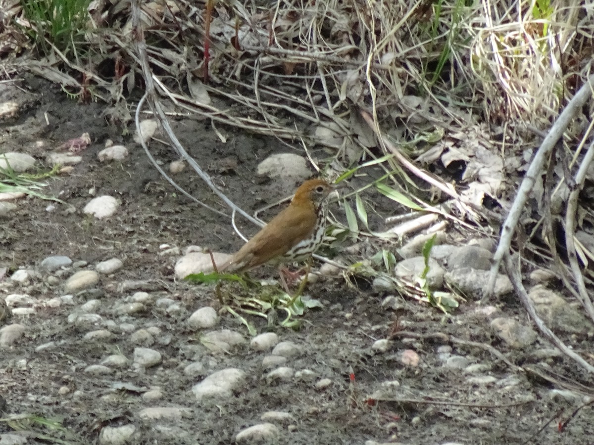 Wood Thrush - John Shenot