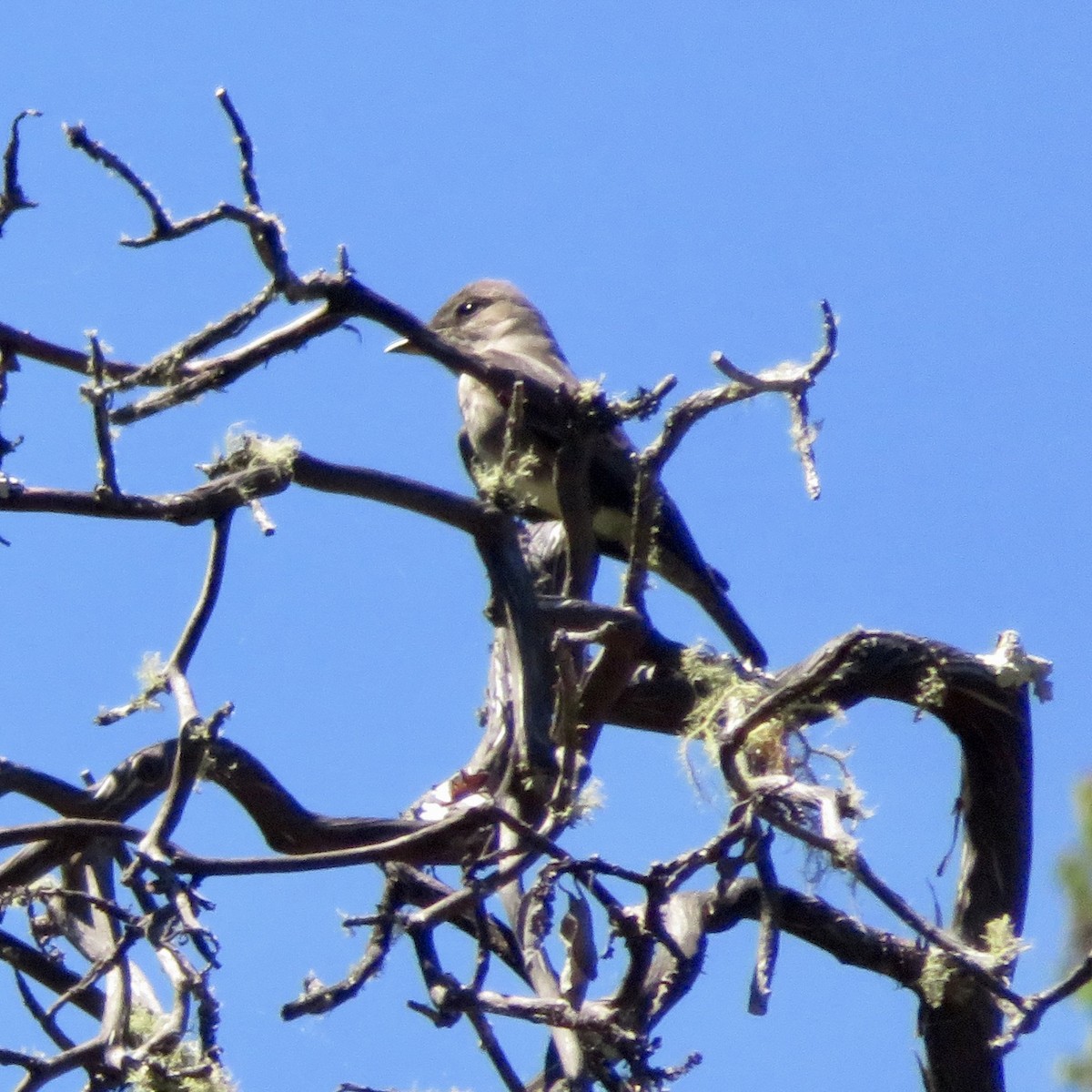 Olive-sided Flycatcher - Anita Toney