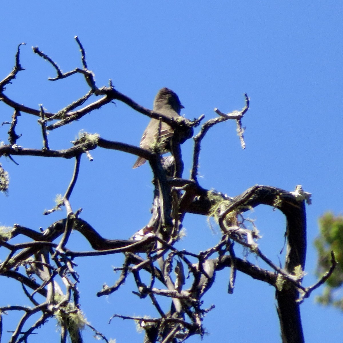 Olive-sided Flycatcher - Anita Toney