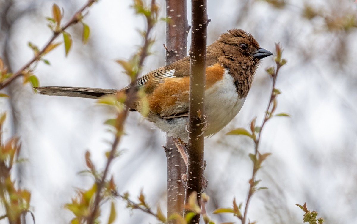 Eastern Towhee - Jim Carroll