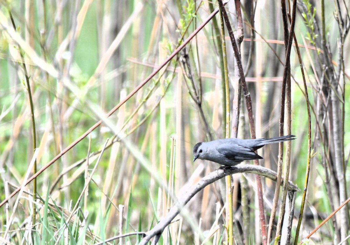 Gray Catbird - Monique Maynard