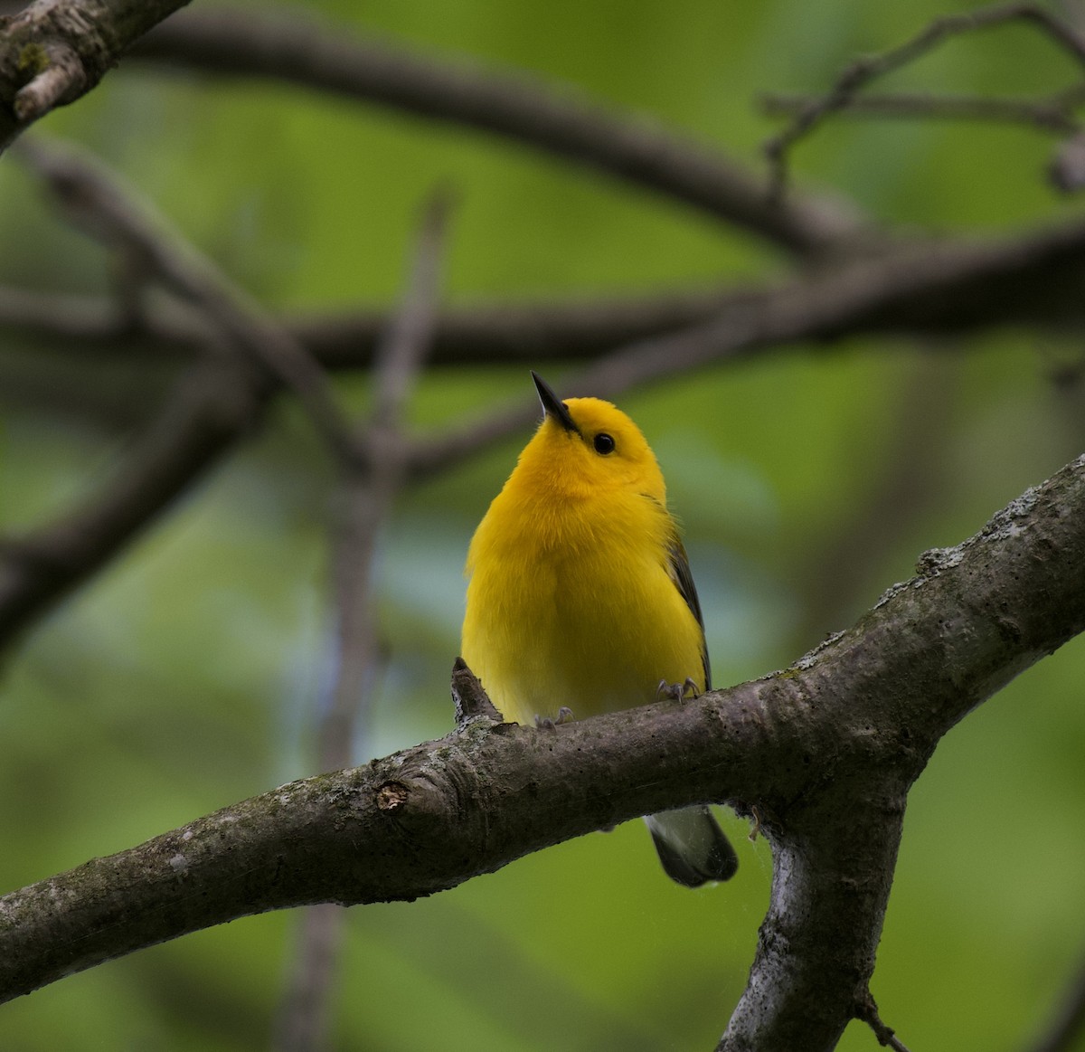 Prothonotary Warbler - Tom Baumgart