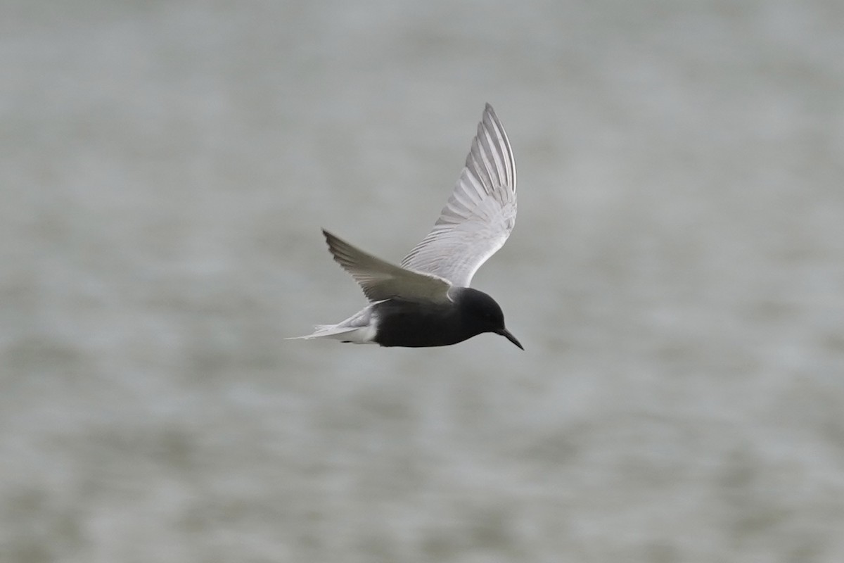 Black Tern - ML618789808