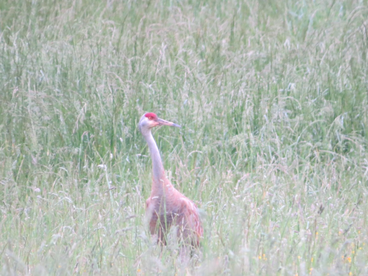 Sandhill Crane - ML618789809