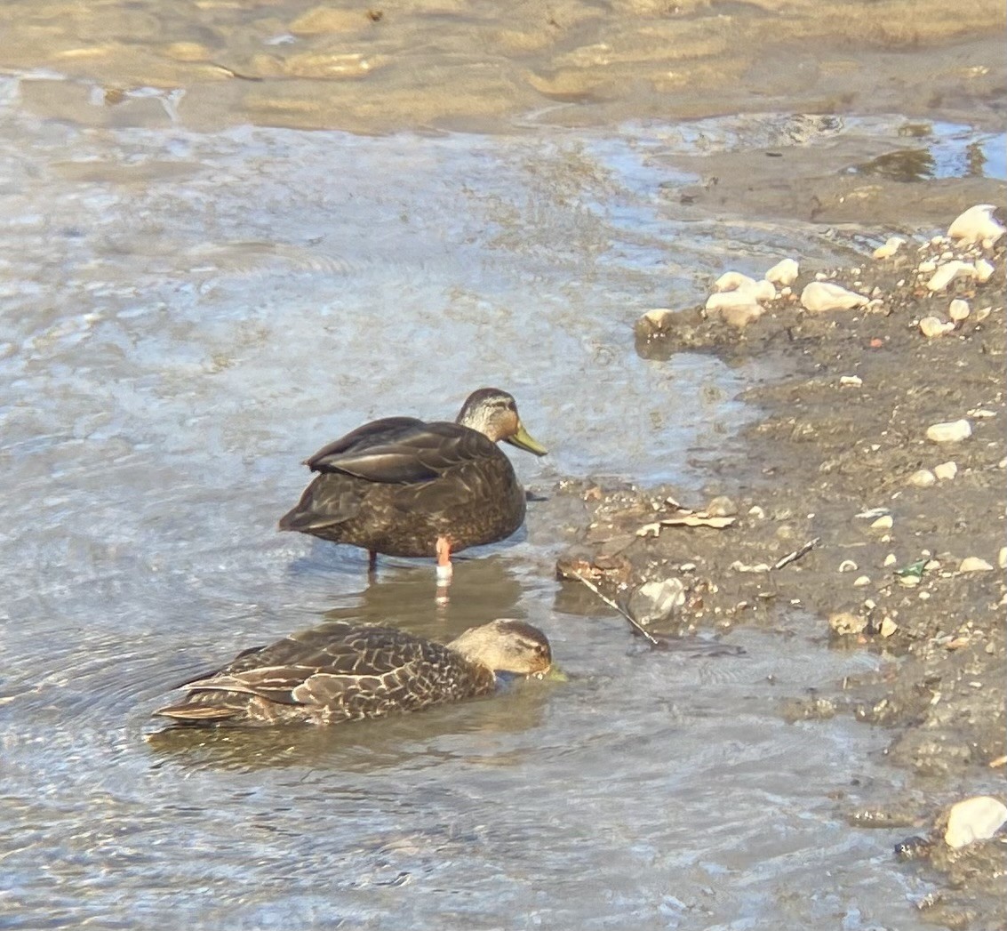 American Black Duck - Emilia G.