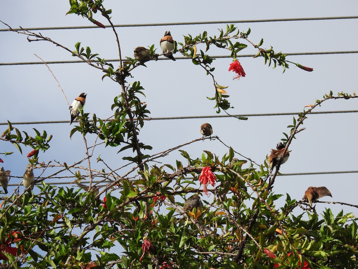 Chestnut-breasted Munia - Monica Mesch