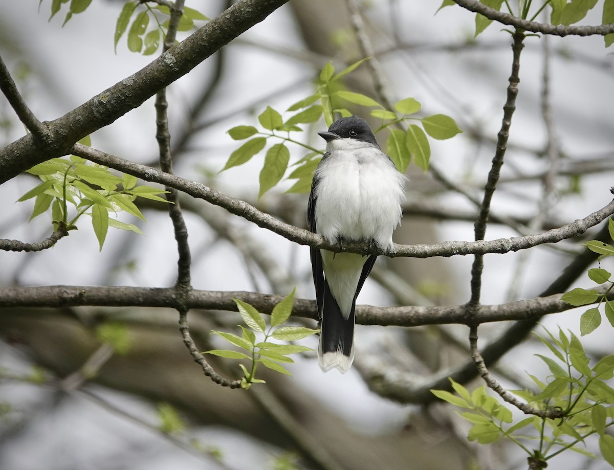 Eastern Kingbird - ML618789847