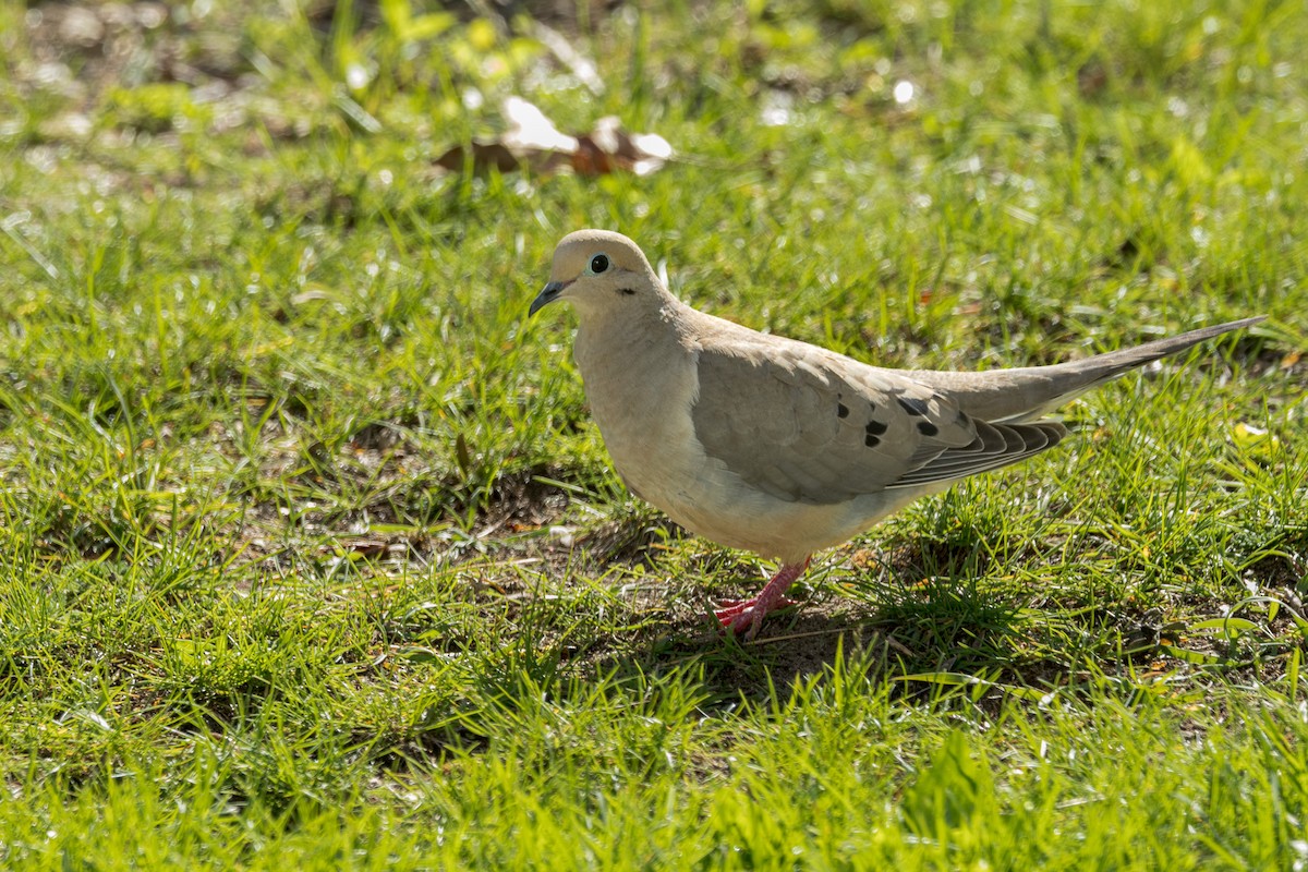 Mourning Dove - Ric mcarthur