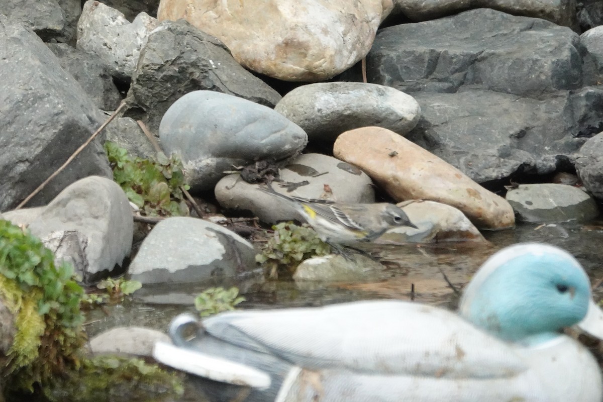 Yellow-rumped Warbler - ML618789861