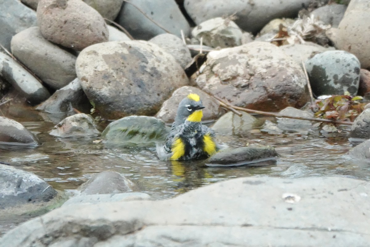 Yellow-rumped Warbler - ML618789866