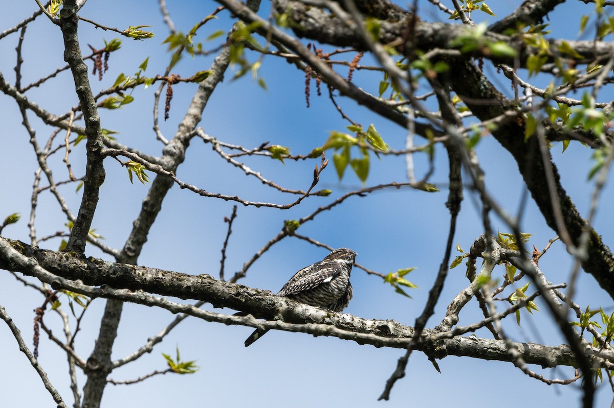 Common Nighthawk - ML618789871