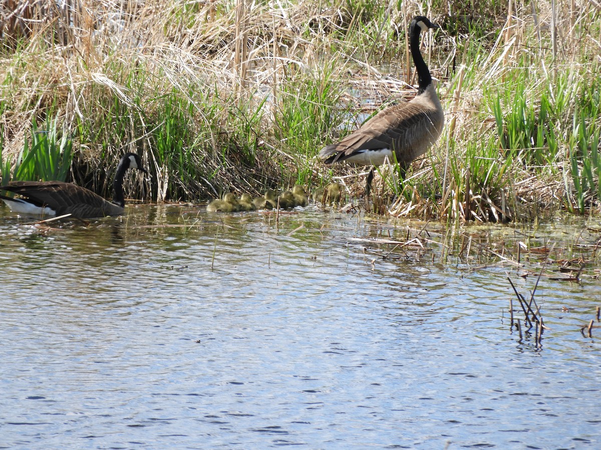 Canada Goose - carol villeneuve