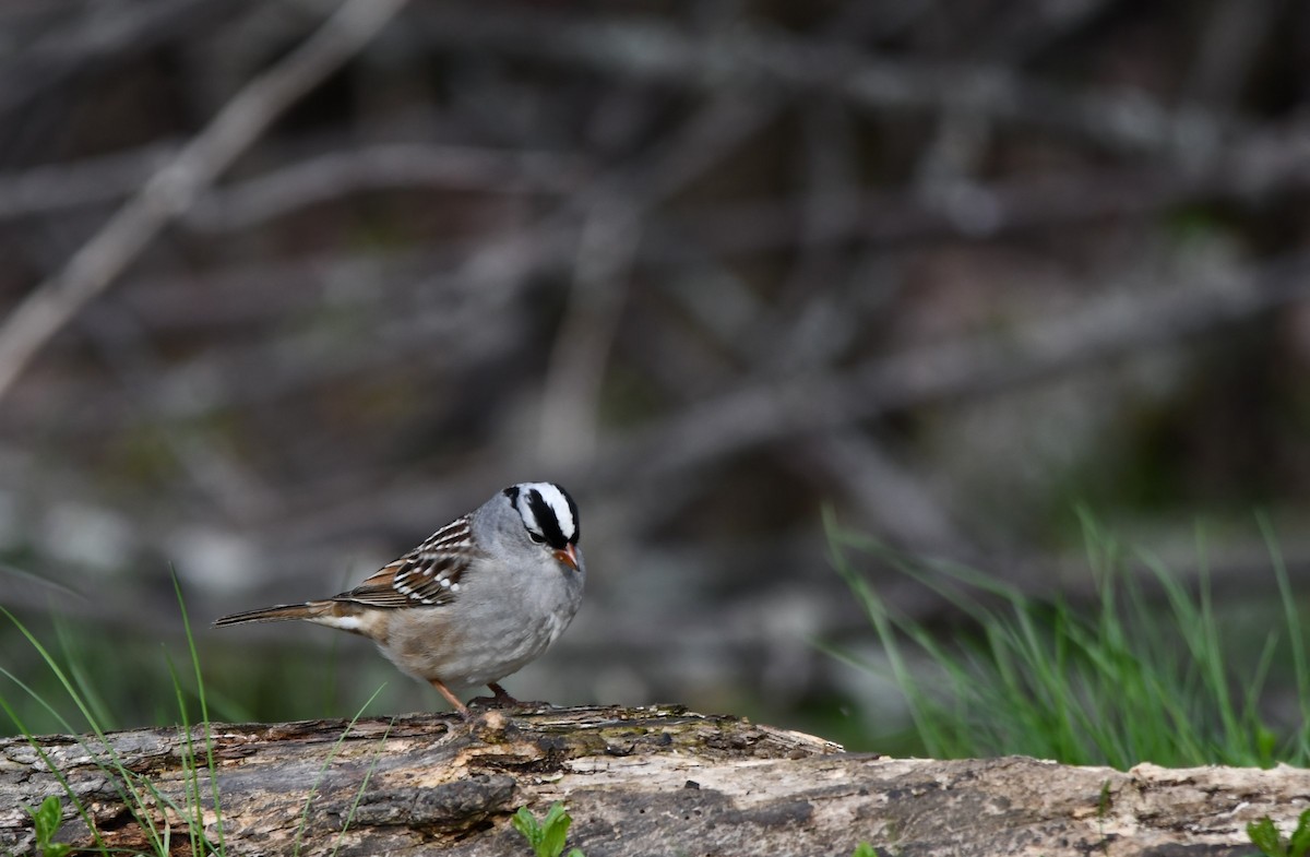 White-crowned Sparrow - Monique Maynard