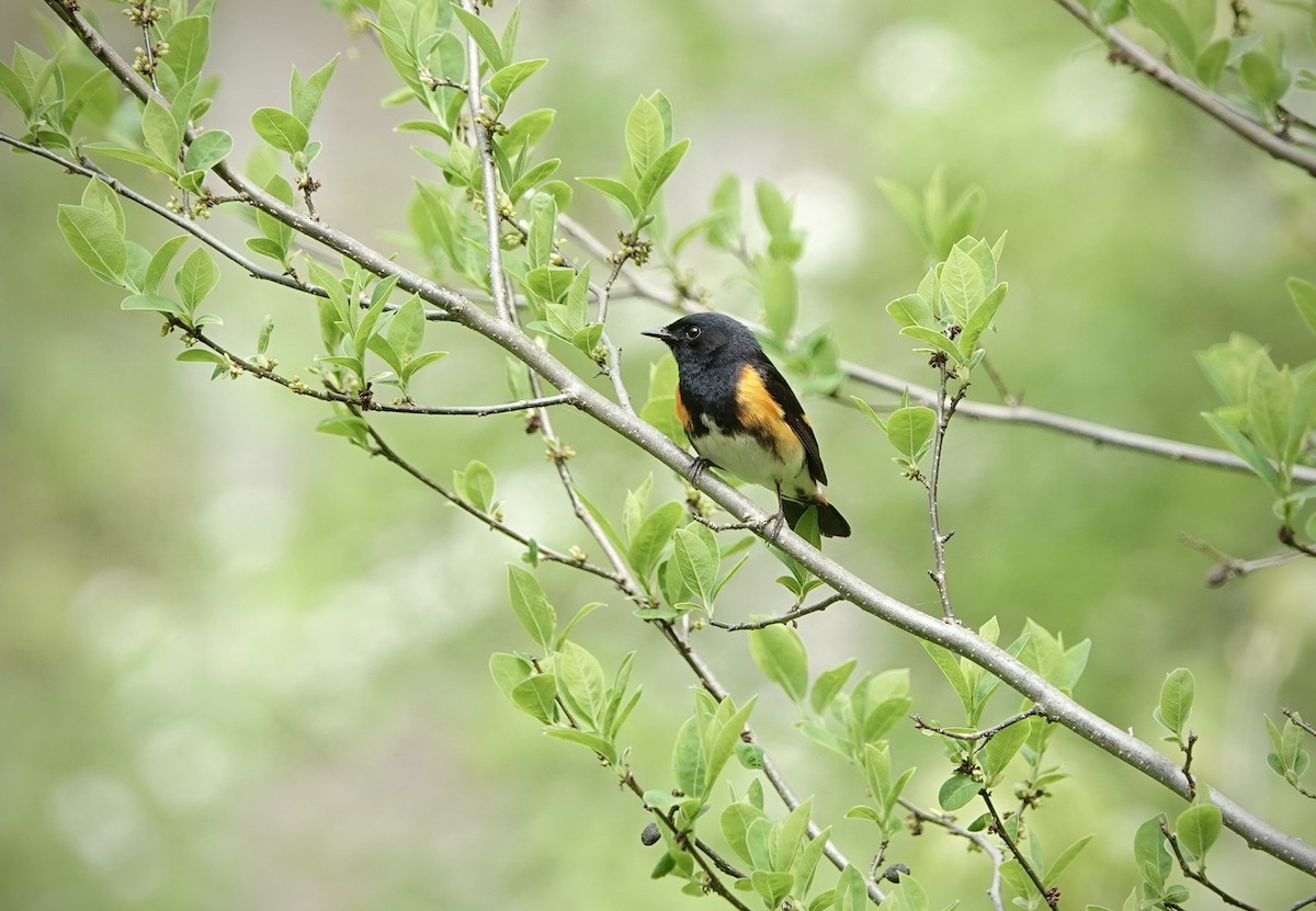 American Redstart - Debbie Hilaire