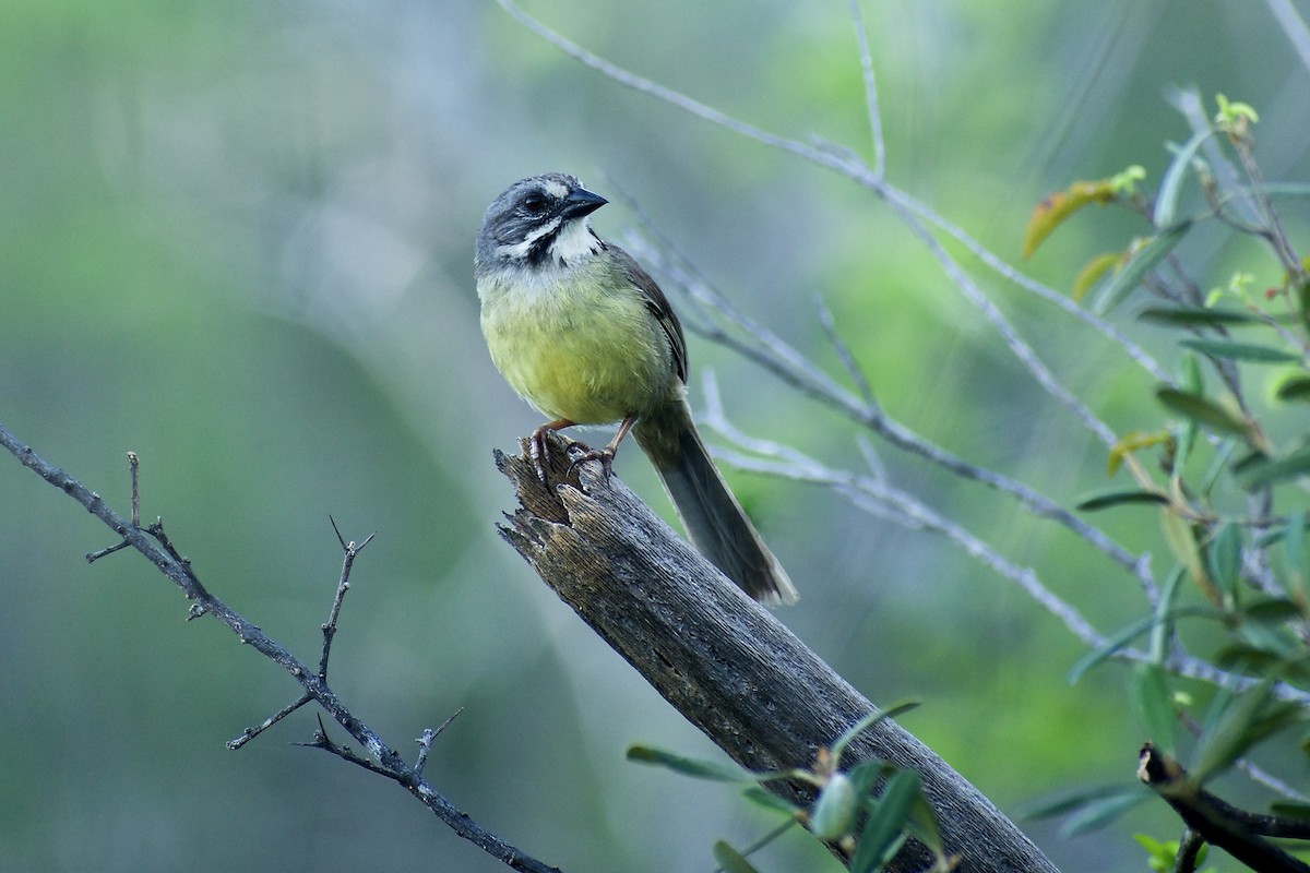 Bruant de Zapata - ML618789896