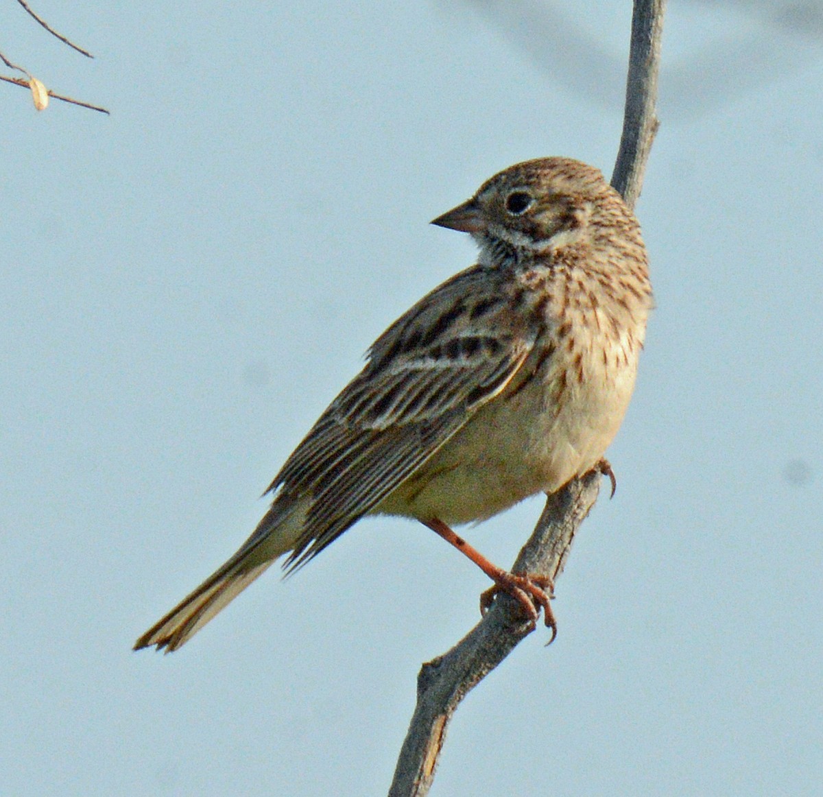 Vesper Sparrow - Michael J Good