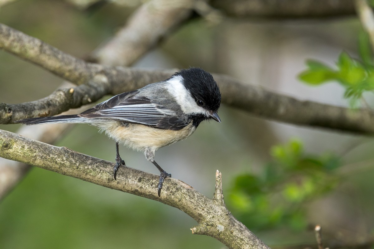 Black-capped Chickadee - Ric mcarthur