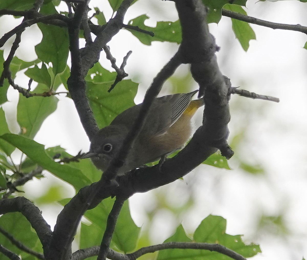 Colima Warbler - Cat McGraw