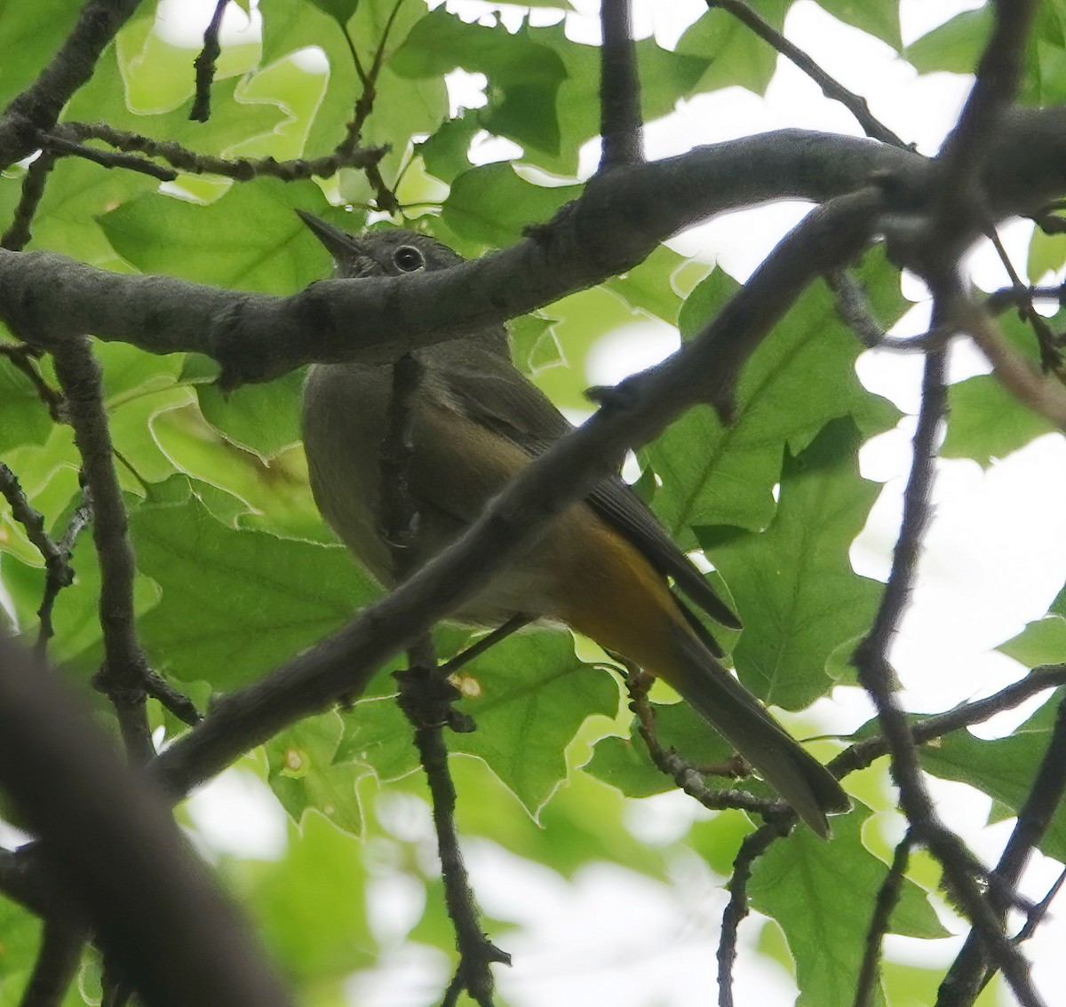 Colima Warbler - Cat McGraw