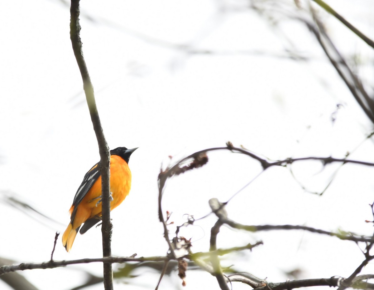 Baltimore Oriole - Monique Maynard