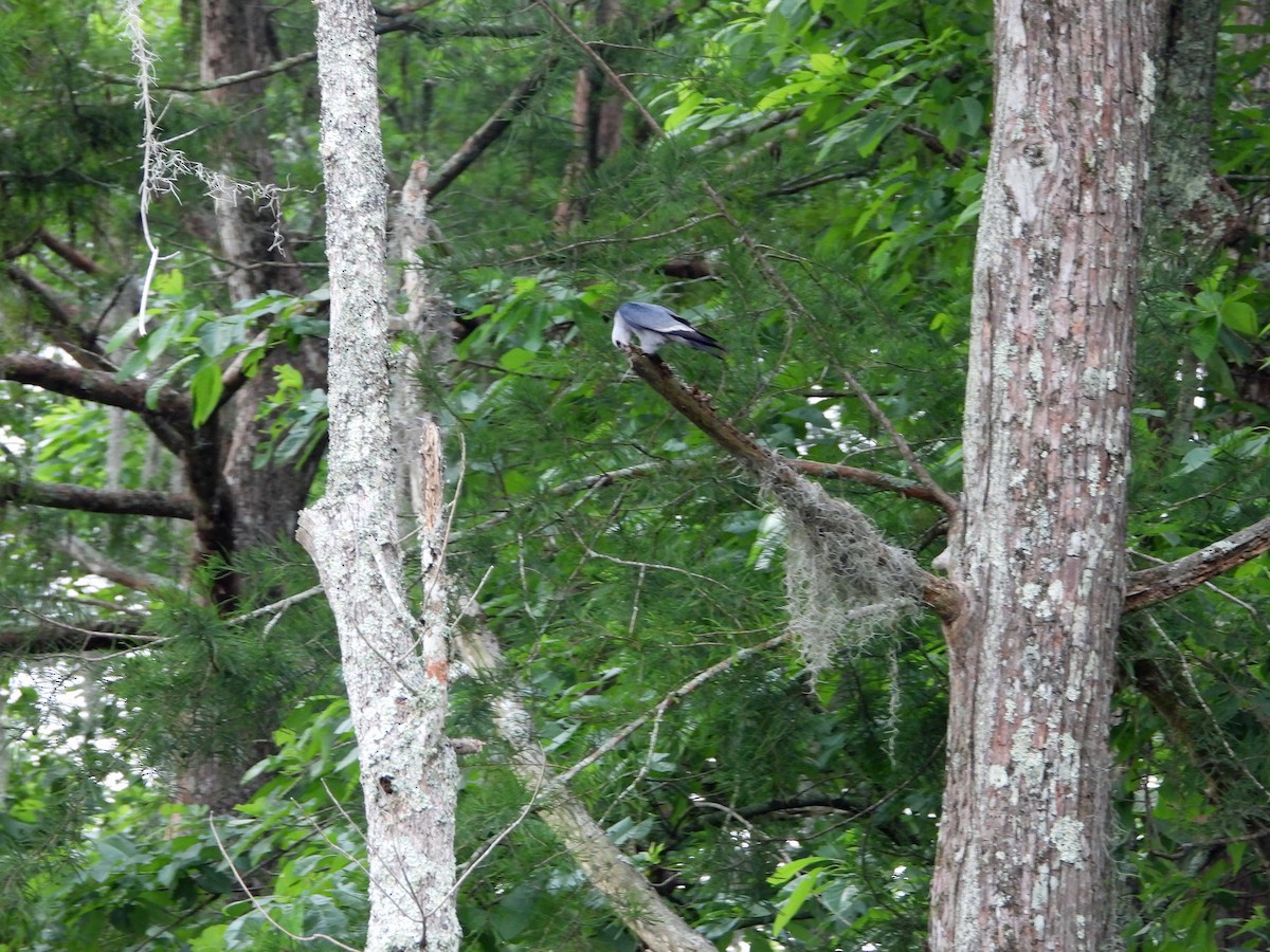 Mississippi Kite - Jennifer Coulson