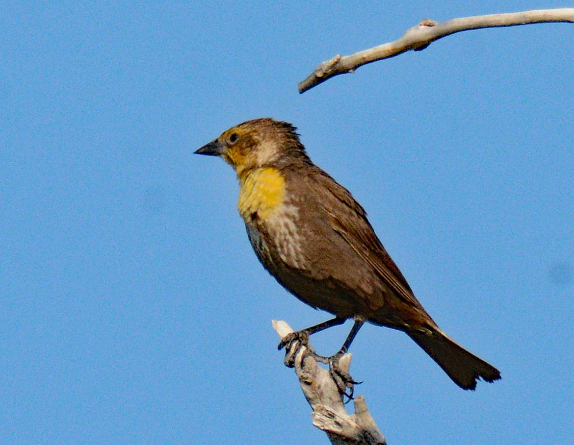 Yellow-headed Blackbird - Michael J Good