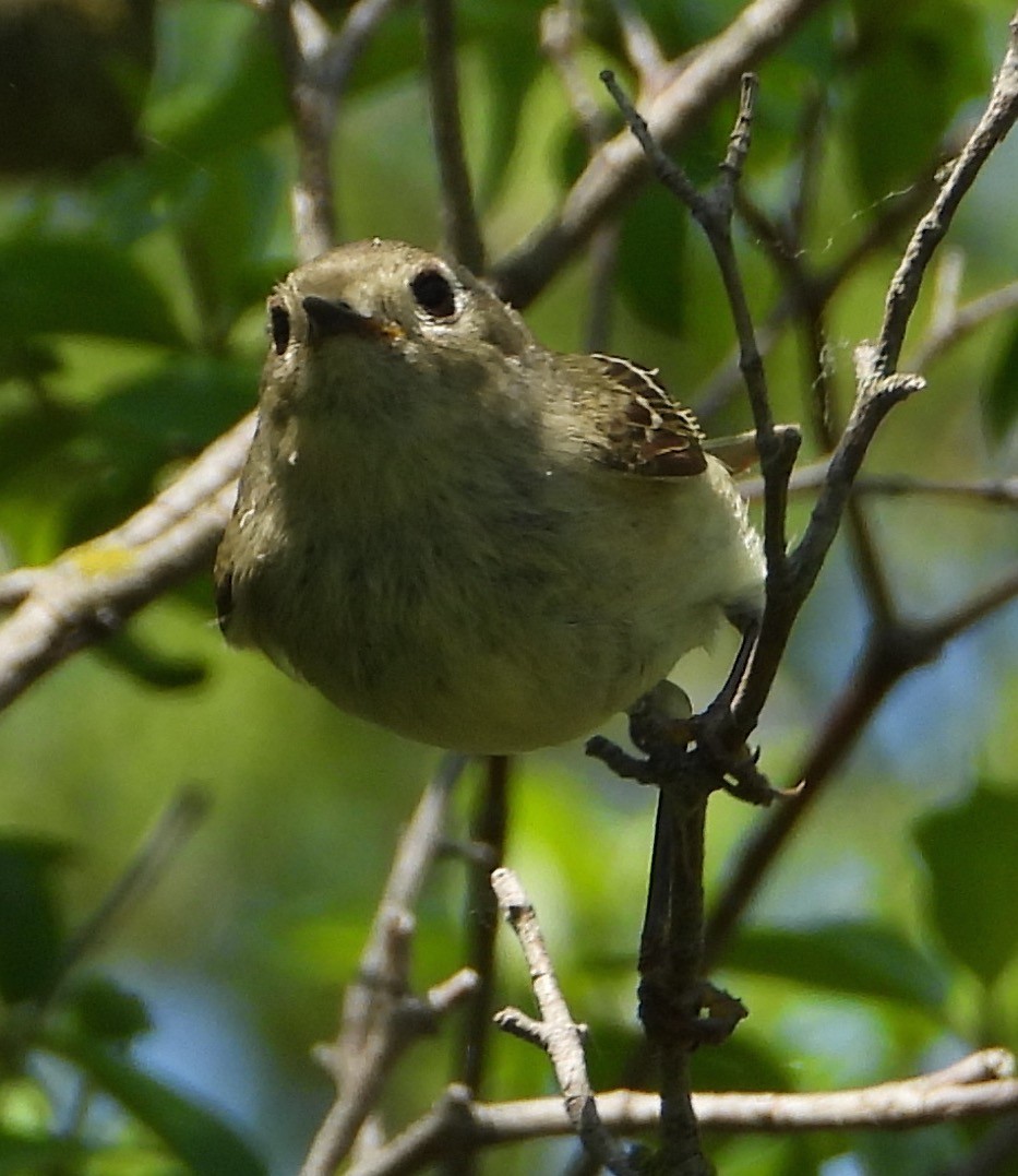 Ruby-crowned Kinglet - Shirley Andrews