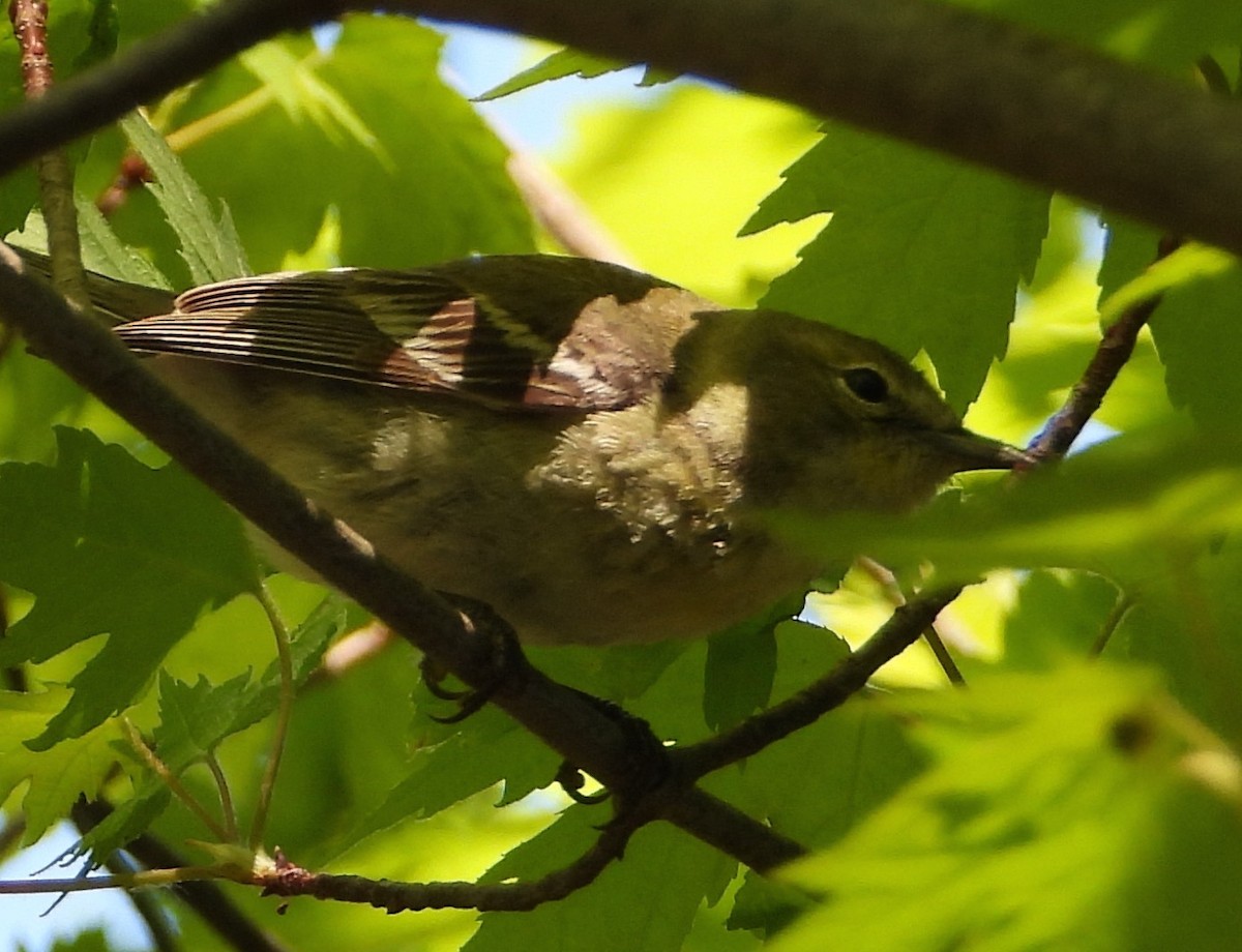 Ruby-crowned Kinglet - Shirley Andrews